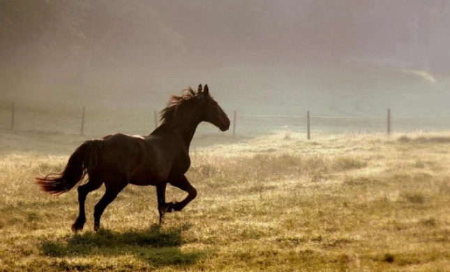 Foto Pferd auf der Wiese