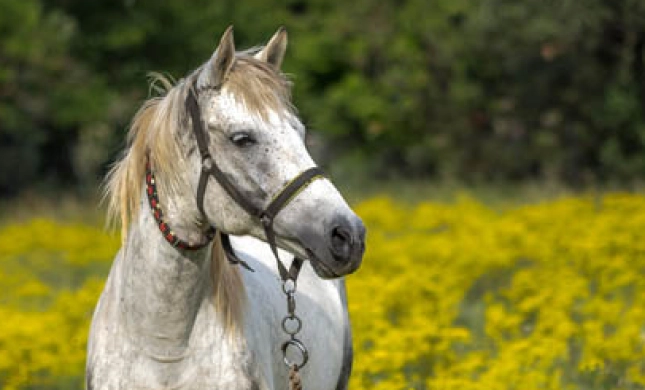 Foto weißes Pferd