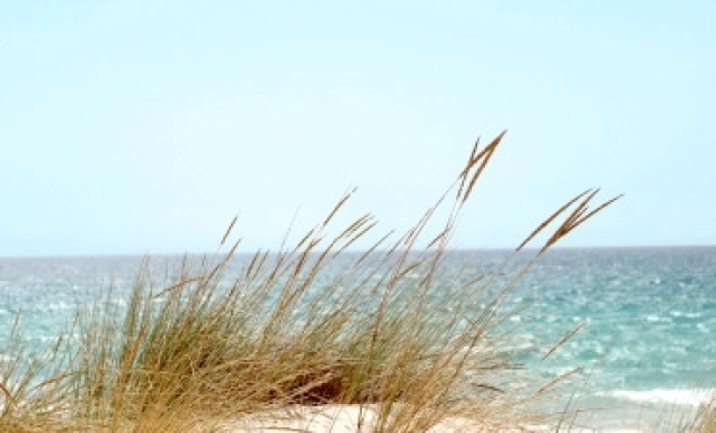 foto duinen